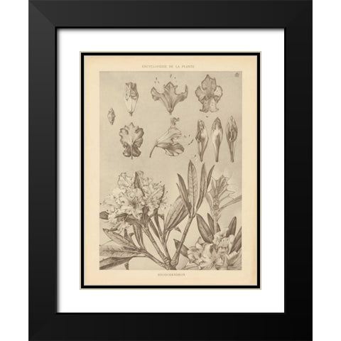 Lithograph Florals IV Black Modern Wood Framed Art Print with Double Matting by Wild Apple Portfolio