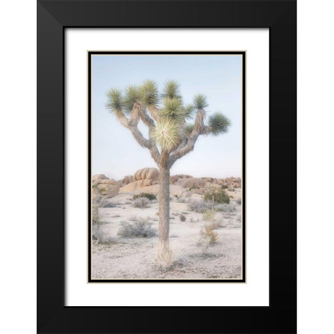 Joshua Tree National Park II Black Modern Wood Framed Art Print with Double Matting by Majchrowicz, Alan
