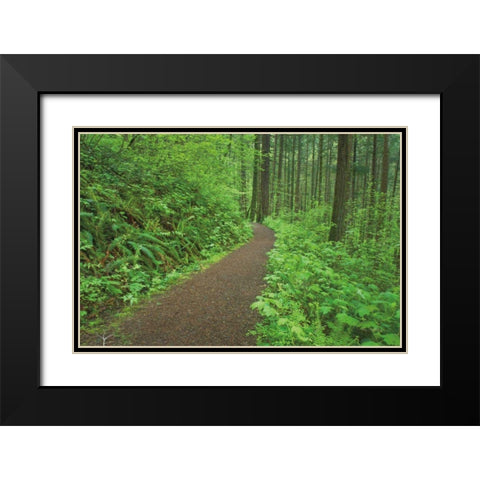 Hiking Trail in Columbia River Gorge I Black Modern Wood Framed Art Print with Double Matting by Majchrowicz, Alan