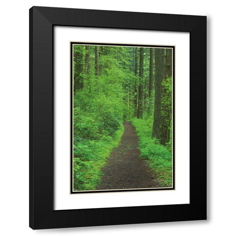 Hiking Trail in Columbia River Gorge II Black Modern Wood Framed Art Print with Double Matting by Majchrowicz, Alan