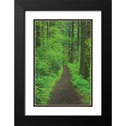 Hiking Trail in Columbia River Gorge II Black Modern Wood Framed Art Print with Double Matting by Majchrowicz, Alan