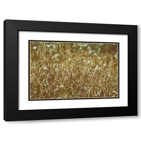 Dew on Grasses Black Modern Wood Framed Art Print with Double Matting by Aledanda