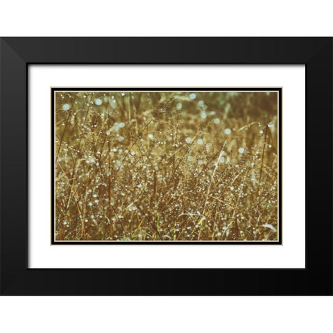 Dew on Grasses Black Modern Wood Framed Art Print with Double Matting by Aledanda