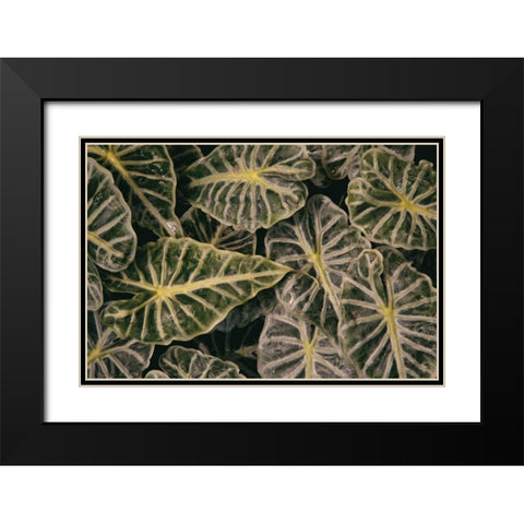 Greenery Abounds Black Modern Wood Framed Art Print with Double Matting by Aledanda