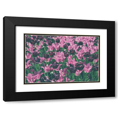 Tulip Botanical Black Modern Wood Framed Art Print with Double Matting by Aledanda