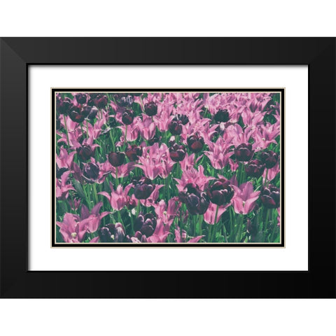 Tulip Botanical Black Modern Wood Framed Art Print with Double Matting by Aledanda