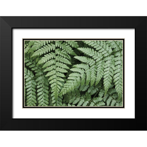 Lady Ferns II Color Black Modern Wood Framed Art Print with Double Matting by Majchrowicz, Alan