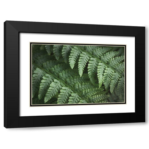 Lady Ferns III Color Black Modern Wood Framed Art Print with Double Matting by Majchrowicz, Alan