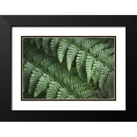 Lady Ferns III Color Black Modern Wood Framed Art Print with Double Matting by Majchrowicz, Alan