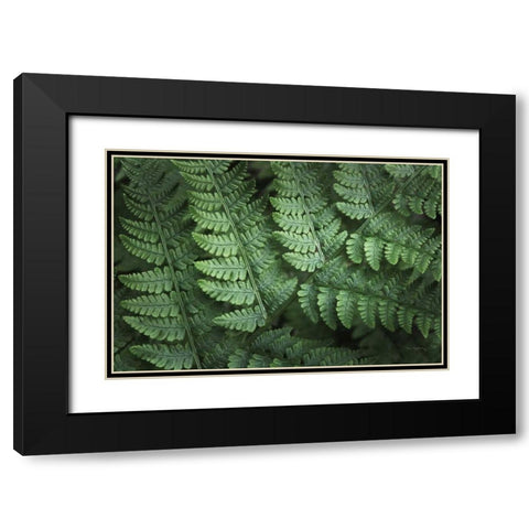 Lady Ferns IV Color Black Modern Wood Framed Art Print with Double Matting by Majchrowicz, Alan