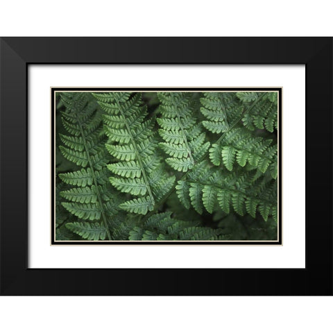 Lady Ferns IV Color Black Modern Wood Framed Art Print with Double Matting by Majchrowicz, Alan