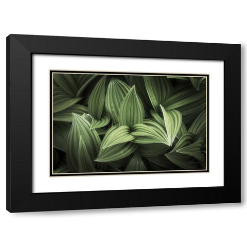 Corn Lily I Black Modern Wood Framed Art Print with Double Matting by Majchrowicz, Alan