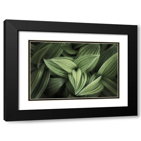 Corn Lily II Black Modern Wood Framed Art Print with Double Matting by Majchrowicz, Alan
