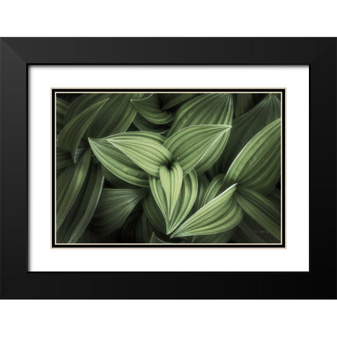 Corn Lily II Black Modern Wood Framed Art Print with Double Matting by Majchrowicz, Alan
