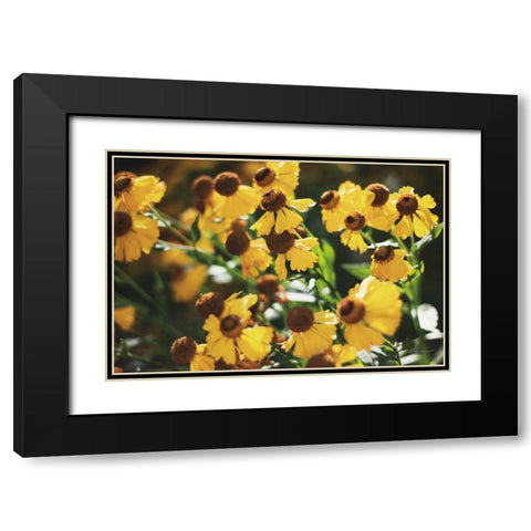 Autumn Flowers II Black Modern Wood Framed Art Print with Double Matting by Marshall, Laura