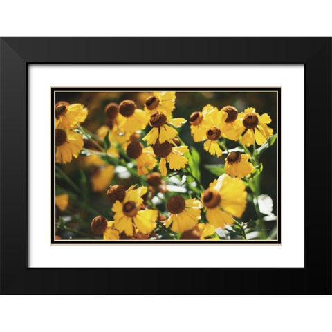 Autumn Flowers II Black Modern Wood Framed Art Print with Double Matting by Marshall, Laura