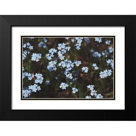 Forget Me Nots I Black Modern Wood Framed Art Print with Double Matting by Marshall, Laura