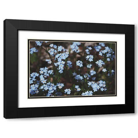 Forget Me Nots II Black Modern Wood Framed Art Print with Double Matting by Marshall, Laura