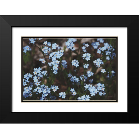 Forget Me Nots II Black Modern Wood Framed Art Print with Double Matting by Marshall, Laura
