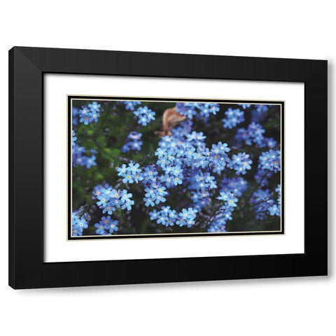 Forget Me Nots III Black Modern Wood Framed Art Print with Double Matting by Marshall, Laura