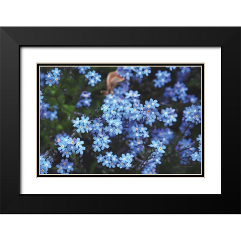 Forget Me Nots III Black Modern Wood Framed Art Print with Double Matting by Marshall, Laura