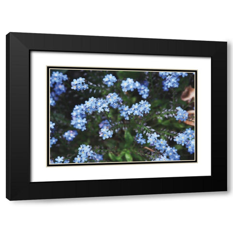 Forget Me Nots IV Black Modern Wood Framed Art Print with Double Matting by Marshall, Laura