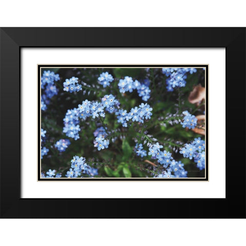 Forget Me Nots IV Black Modern Wood Framed Art Print with Double Matting by Marshall, Laura