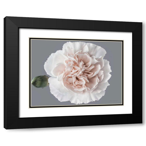 Blush Carnation Black Modern Wood Framed Art Print with Double Matting by Catterall, Elise