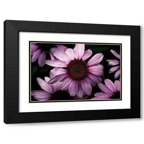 Echinacea Black Modern Wood Framed Art Print with Double Matting by Catterall, Elise