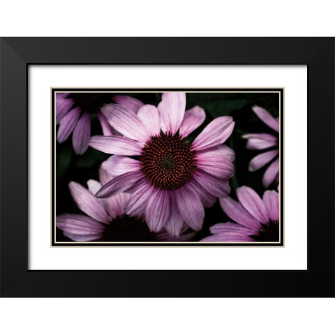 Echinacea Black Modern Wood Framed Art Print with Double Matting by Catterall, Elise