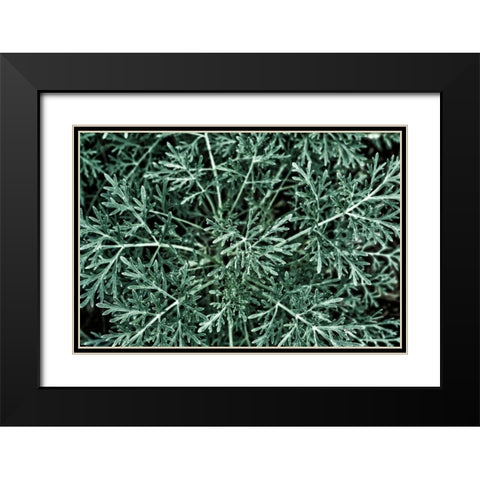 Greenery Closeup Black Modern Wood Framed Art Print with Double Matting by Catterall, Elise