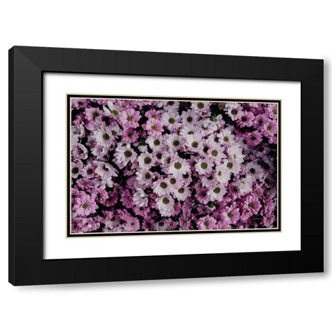 Pale Daisies Black Modern Wood Framed Art Print with Double Matting by Catterall, Elise