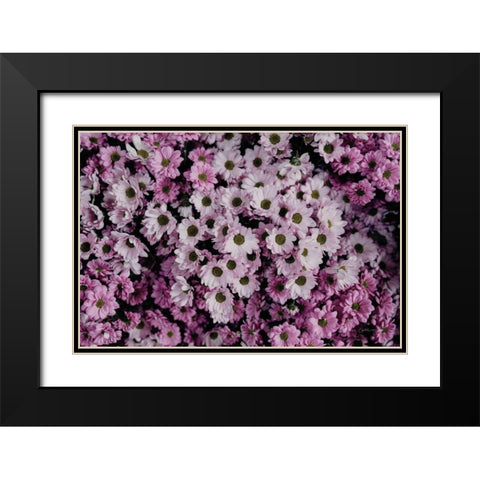 Pale Daisies Black Modern Wood Framed Art Print with Double Matting by Catterall, Elise