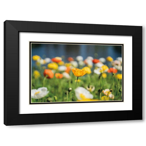 Poppy Field Black Modern Wood Framed Art Print with Double Matting by Catterall, Elise