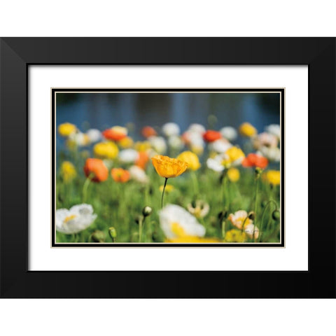 Poppy Field Black Modern Wood Framed Art Print with Double Matting by Catterall, Elise