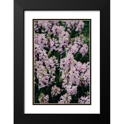 Hyacinth Closeup Black Modern Wood Framed Art Print with Double Matting by Catterall, Elise