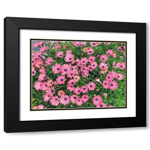 Pink Spring Black Modern Wood Framed Art Print with Double Matting by Goldstein, Ed