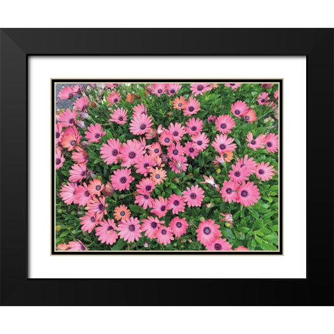 Pink Spring Black Modern Wood Framed Art Print with Double Matting by Goldstein, Ed