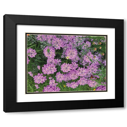 Purple Spring Black Modern Wood Framed Art Print with Double Matting by Goldstein, Ed