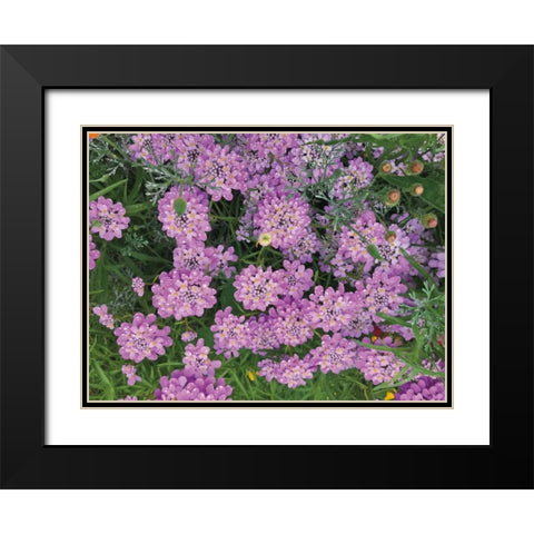 Purple Spring Black Modern Wood Framed Art Print with Double Matting by Goldstein, Ed