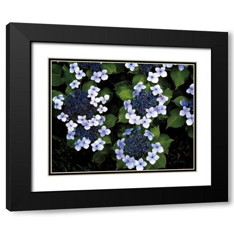 Hydrangeas Opening Black Modern Wood Framed Art Print with Double Matting by Van Swearingen, Debra