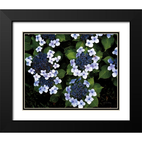 Hydrangeas Opening Black Modern Wood Framed Art Print with Double Matting by Van Swearingen, Debra