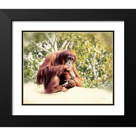 Orangutan Black Modern Wood Framed Art Print with Double Matting by Van Swearingen, Debra