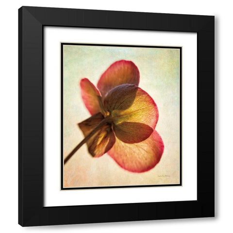 Lenton Rose I Black Modern Wood Framed Art Print with Double Matting by Van Swearingen, Debra