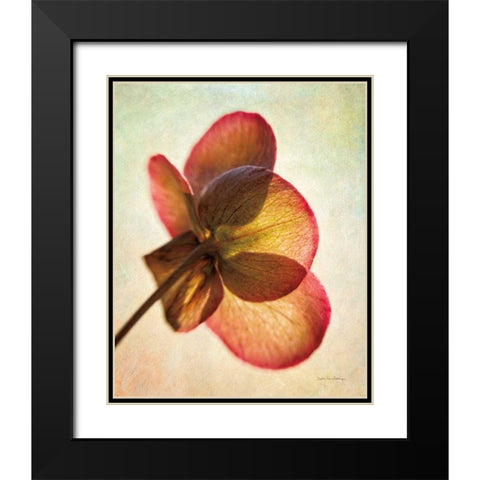 Lenton Rose I Black Modern Wood Framed Art Print with Double Matting by Van Swearingen, Debra