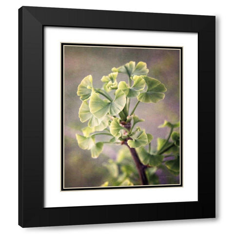 Sprouting Ginkgo I Black Modern Wood Framed Art Print with Double Matting by Van Swearingen, Debra