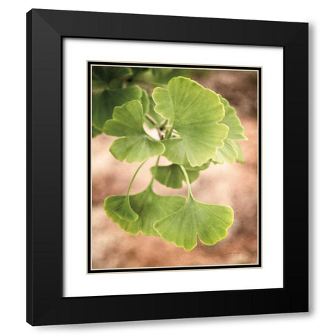Sprouting Ginkgo IV Black Modern Wood Framed Art Print with Double Matting by Van Swearingen, Debra