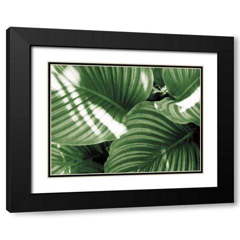 Leaf Abstract V Green Black Modern Wood Framed Art Print with Double Matting by Goldstein, Ed