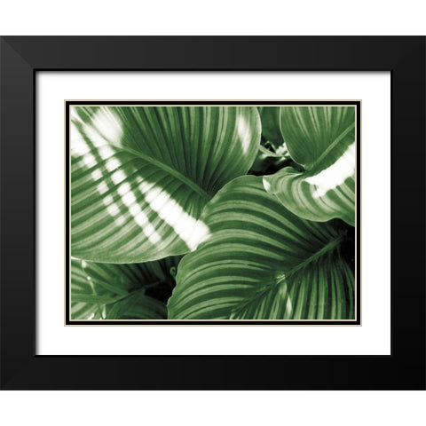 Leaf Abstract V Green Black Modern Wood Framed Art Print with Double Matting by Goldstein, Ed