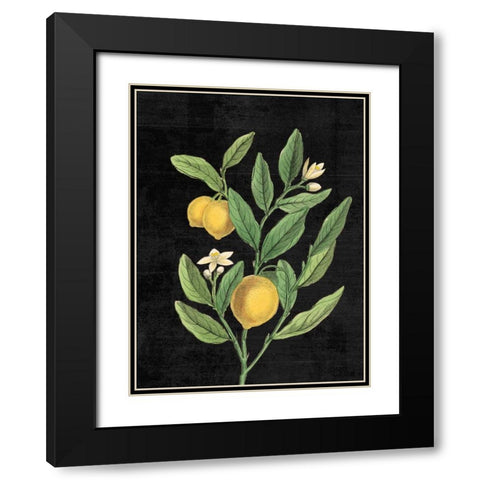 Classic Citrus V Black No Words Black Modern Wood Framed Art Print with Double Matting by Schlabach, Sue